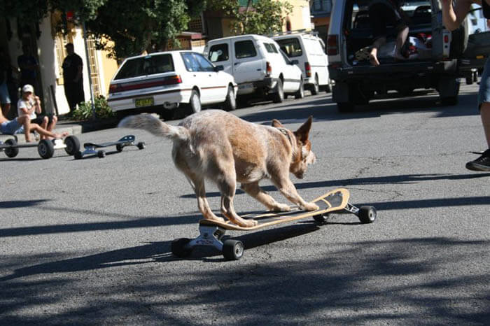 SKATEBOARDING DOG