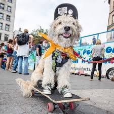 SKATEBOARDING DOG