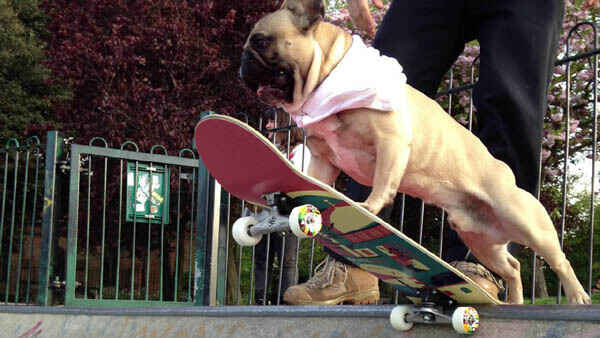 SKATEBOARDING DOG