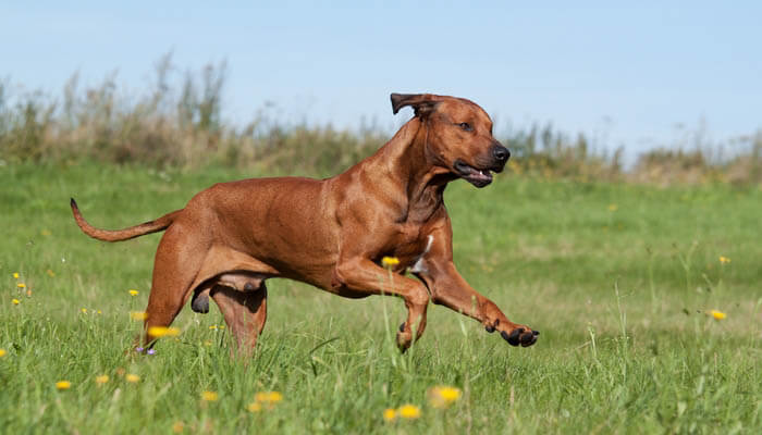 Dog Race, Fastest Dog Breeds, Speed of Dogs