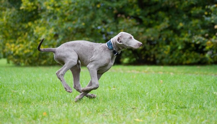 Dog Race, Fastest Dog Breeds, Speed of Dogs