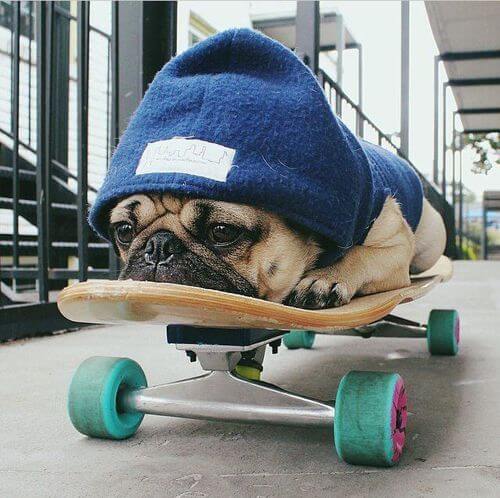 WHY DO BULLDOGS LIKE TO SKATEBOARD?