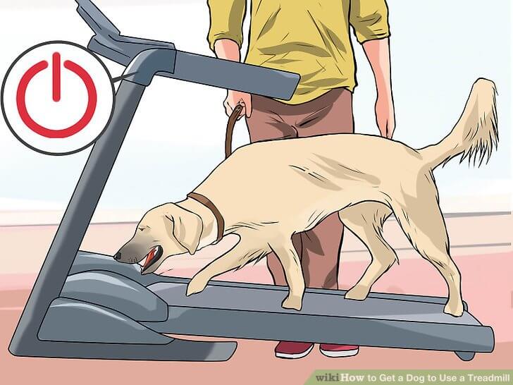 HOW TO TRAIN YOUR DOG TO USE TREADMILL