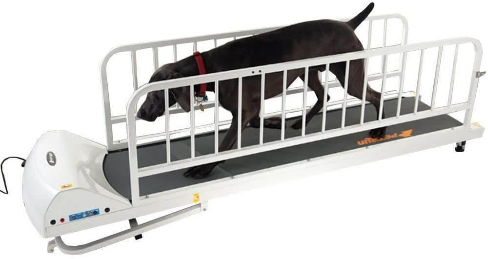 DOG TREADMILL BUYING GUIDE