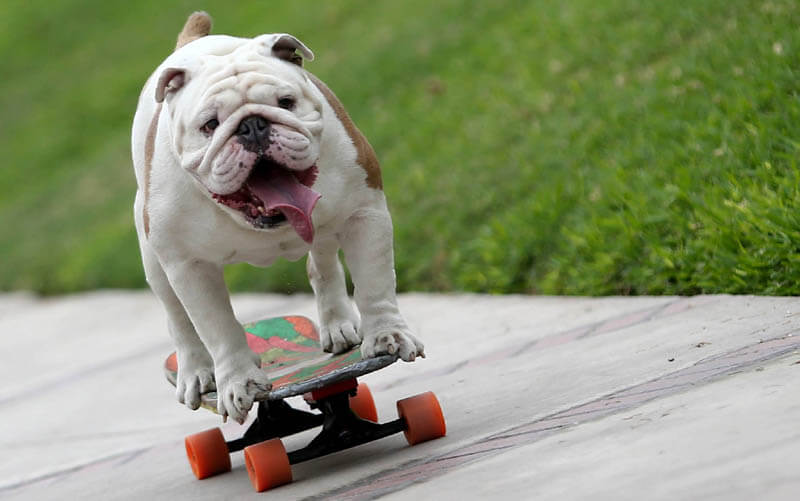 SKATEBOARDING DOG