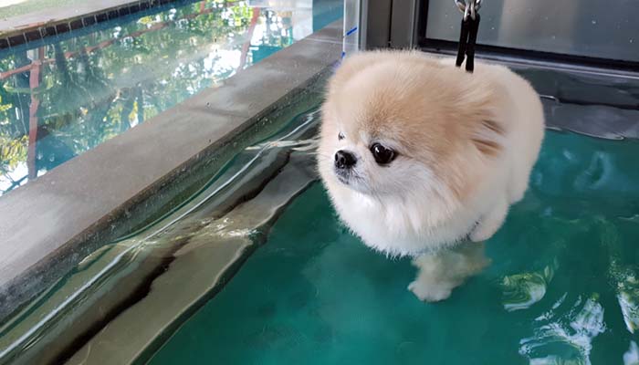 UNDERWATER THERAPY DOG TREADMILL