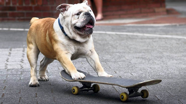 WHY SOME DOGS HATE SKATEBOARDS?