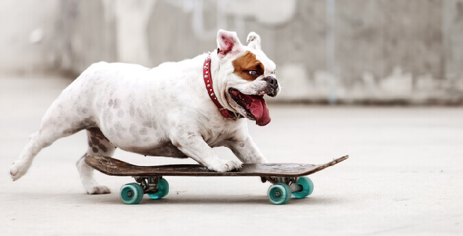 SKATEBOARDING WITH A DOG