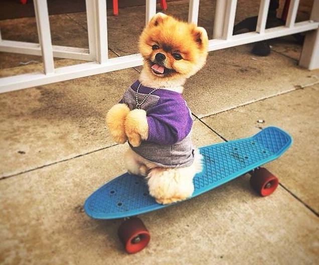 SKATEBOARDING DOG