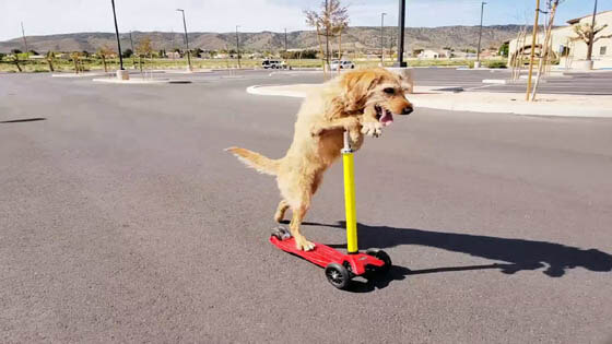 SKATEBOARDING DOG