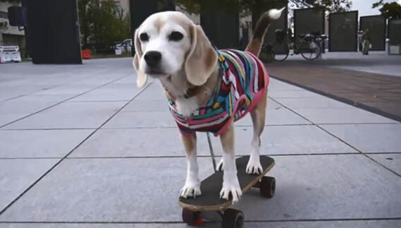 SKATEBOARDING DOG