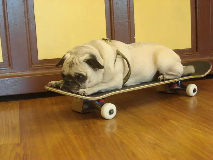 SKATEBOARDING DOG