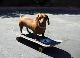 SKATEBOARDING DOG