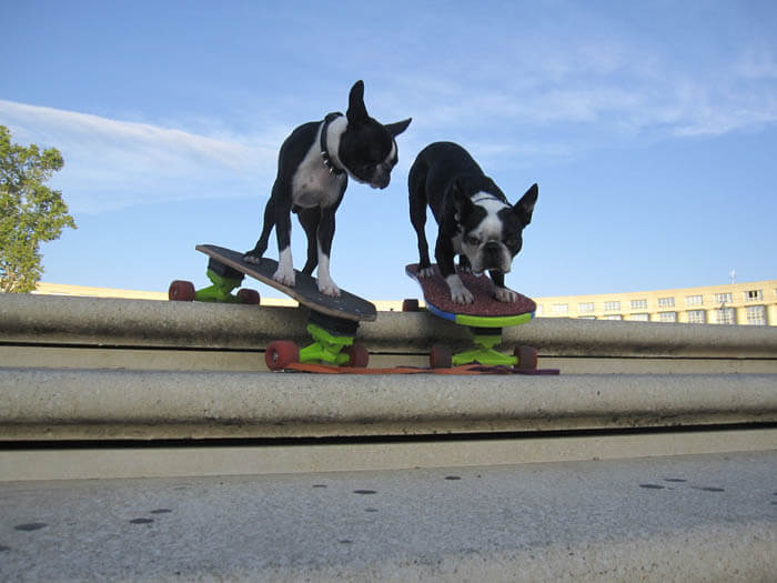 SKATEBOARDING DOGS GUINNESS RECORDS