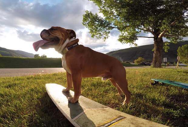 SKATEBOARDING DOG