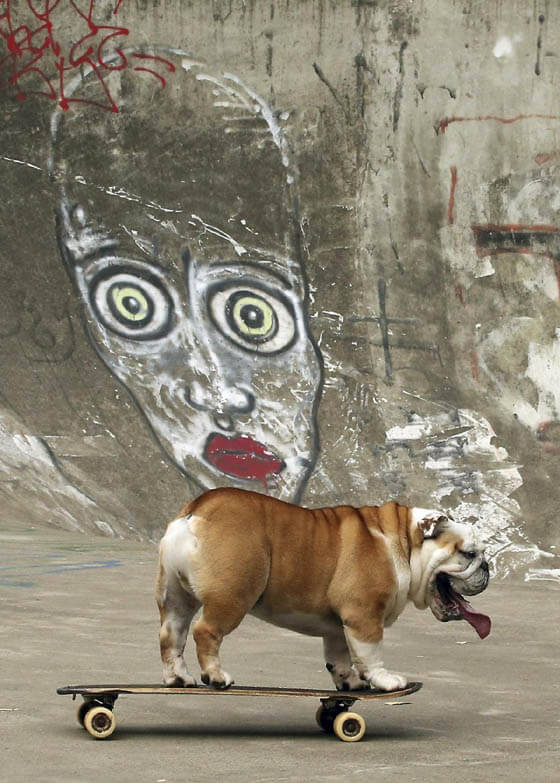 WHY DO BULLDOGS LIKE TO SKATEBOARD?