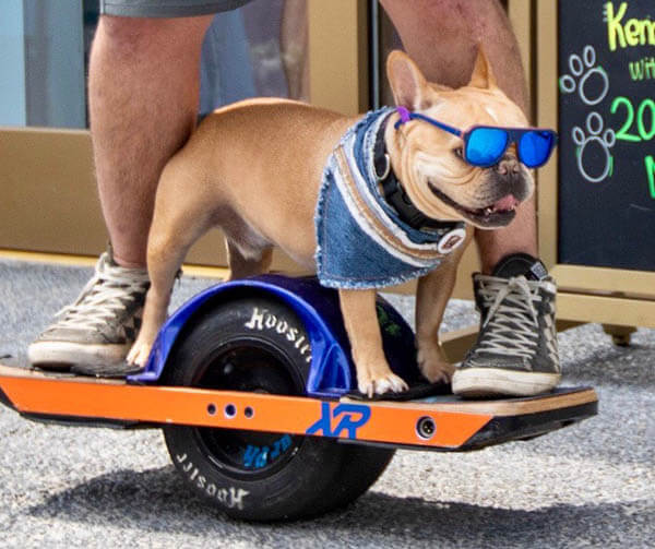 SKATEBOARDING DOG