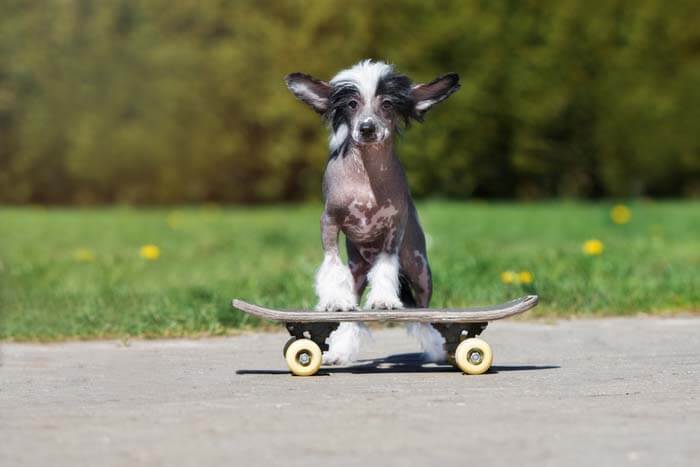 WHY SOME DOGS HATE SKATEBOARDS?