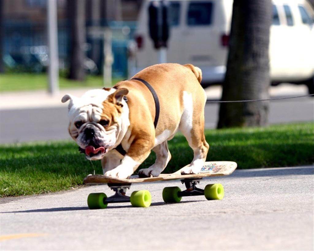 SKATEBOARDING DOG