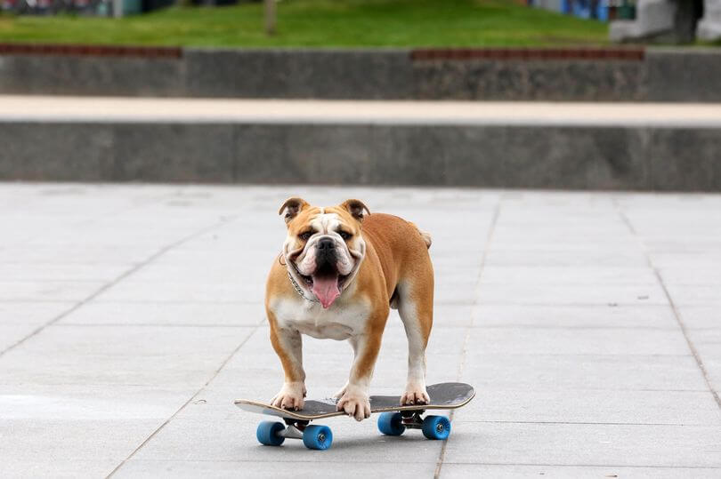 SKATEBOARDING DOG