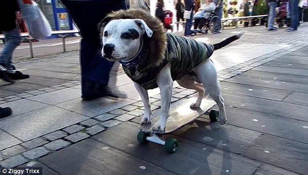 SKATEBOARDING DOG