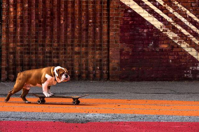 SKATEBOARDING WITH A DOG