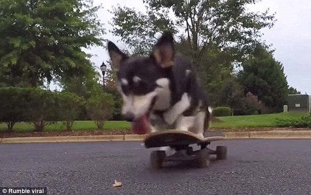 SKATEBOARDING DOG