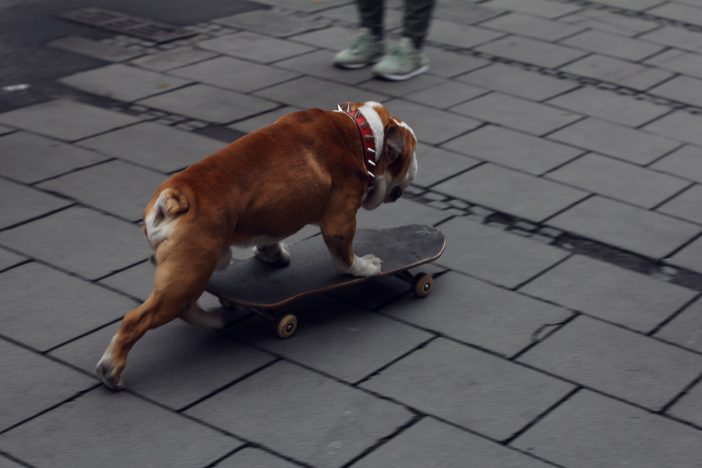 WHY DO BULLDOGS LIKE TO SKATEBOARD?