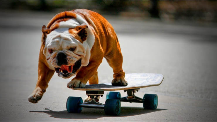 SKATEBOARDING WITH A DOG