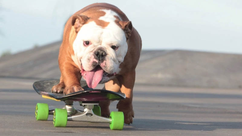 SKATEBOARDING WITH A DOG