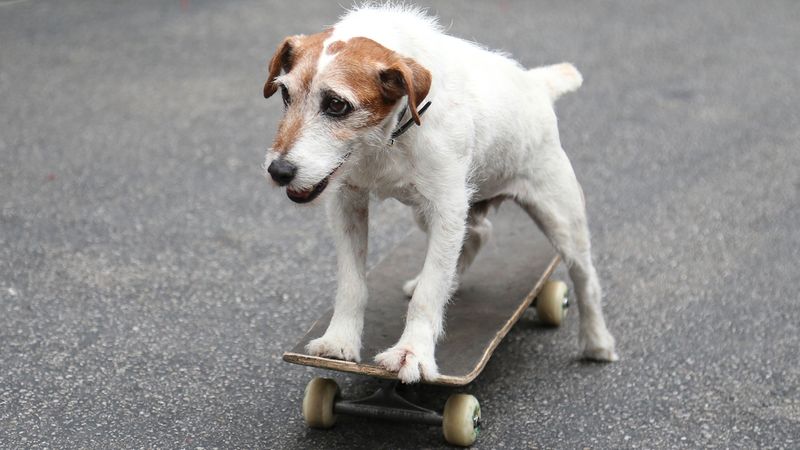 BEST SKATEBOARDS FOR DOGS