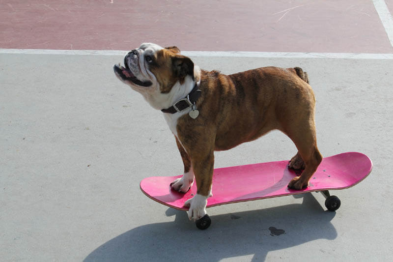 SKATEBOARDING DOGS