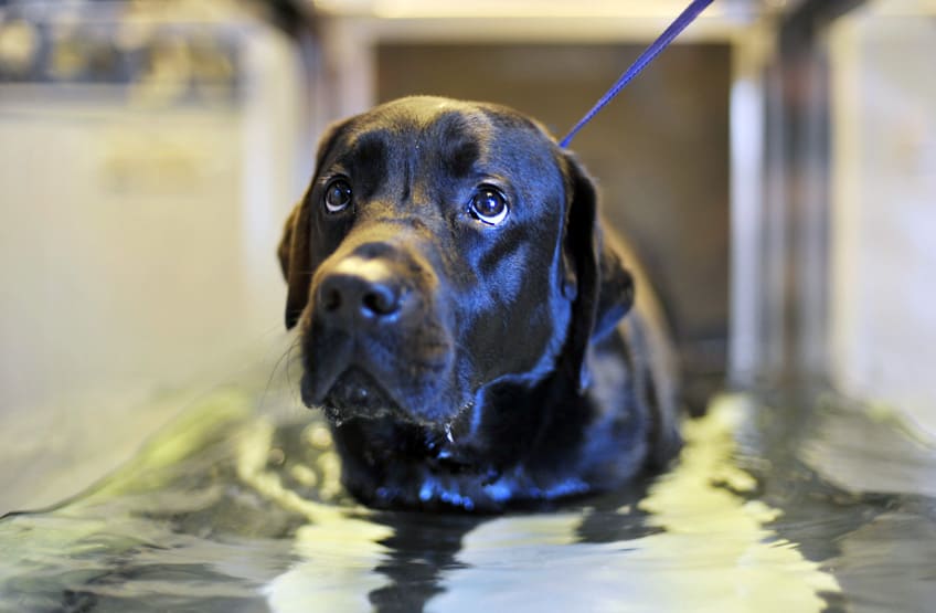 DOG TREADMILLS FOR OLDER DOGS