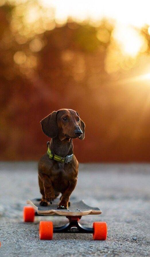 SKATEBOARDING DOG