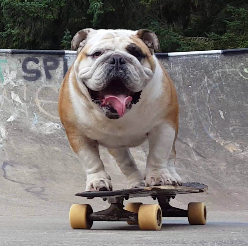 SKATEBOARDING DOG