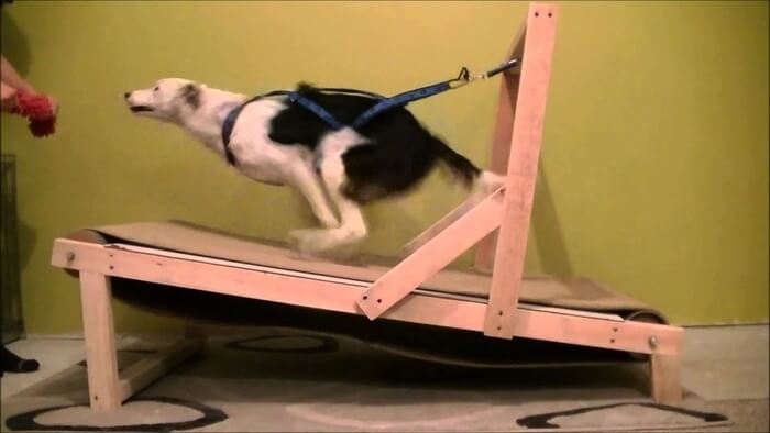 11 DIY DOG TREADMILLS HOW TO BUILD YOUR OWN DOG TREADMILL