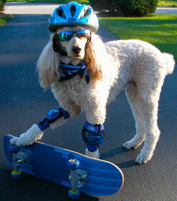 SKATEBOARDING DOG