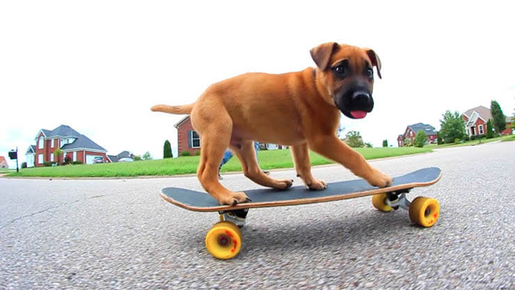 BEST SKATEBOARDS FOR DOGS