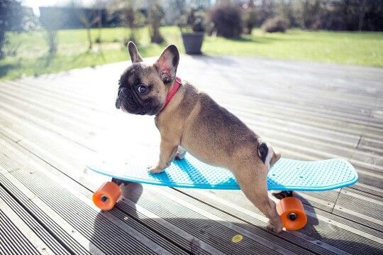 SKATEBOARDING DOG