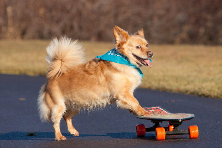 SKATEBOARDING WITH A DOG