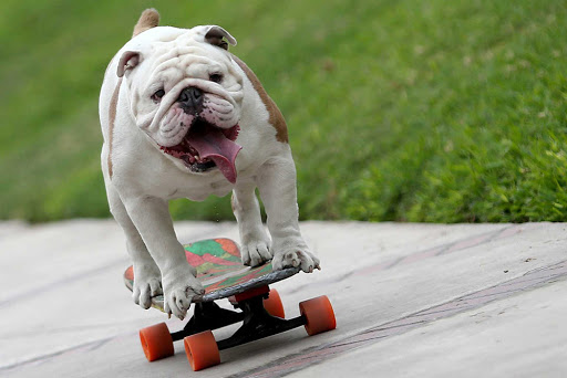 Skateboarding Dog Guinness World Record