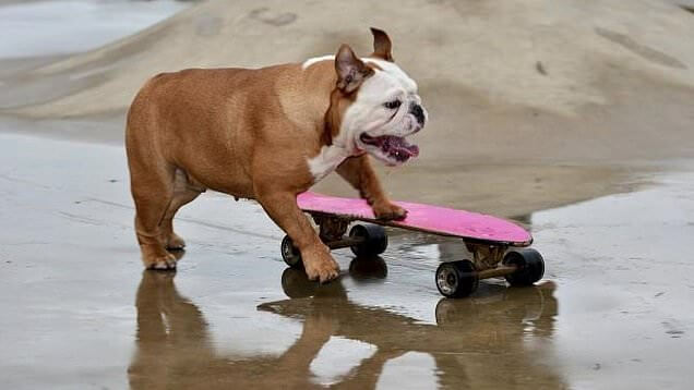 SKATEBOARDING DOG