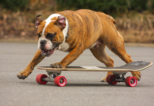 SKATEBOARDING WITH A DOG