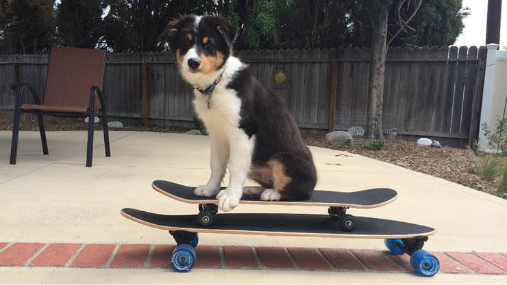 BEST SKATEBOARDS FOR DOGS