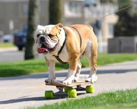 SKATEBOARDING DOG