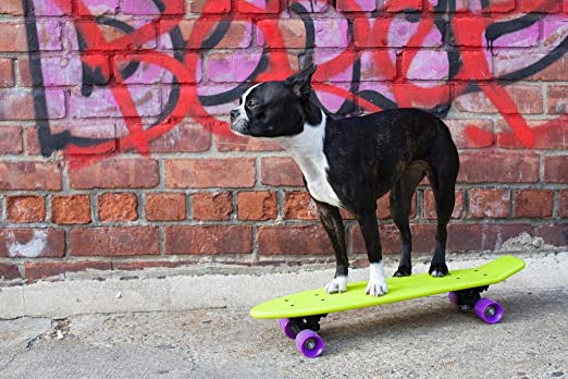 BEST SKATEBOARDS FOR DOGS