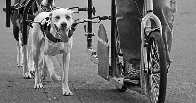 THE HISTORY OF DOG TREADMILL