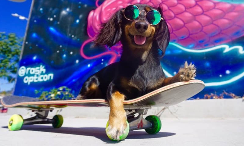 SKATEBOARDING DOG