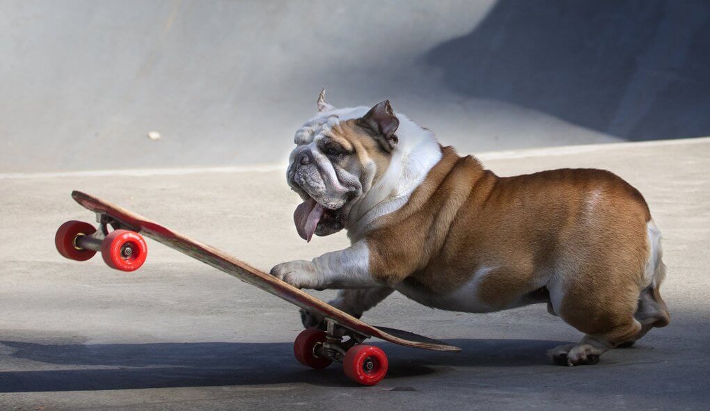 SKATEBOARDING WITH A DOG