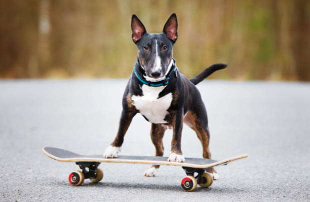 SKATEBOARDING DOGS